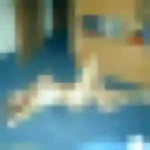 Romina, 31 ans, veut un rencontre sexe à Louvroil